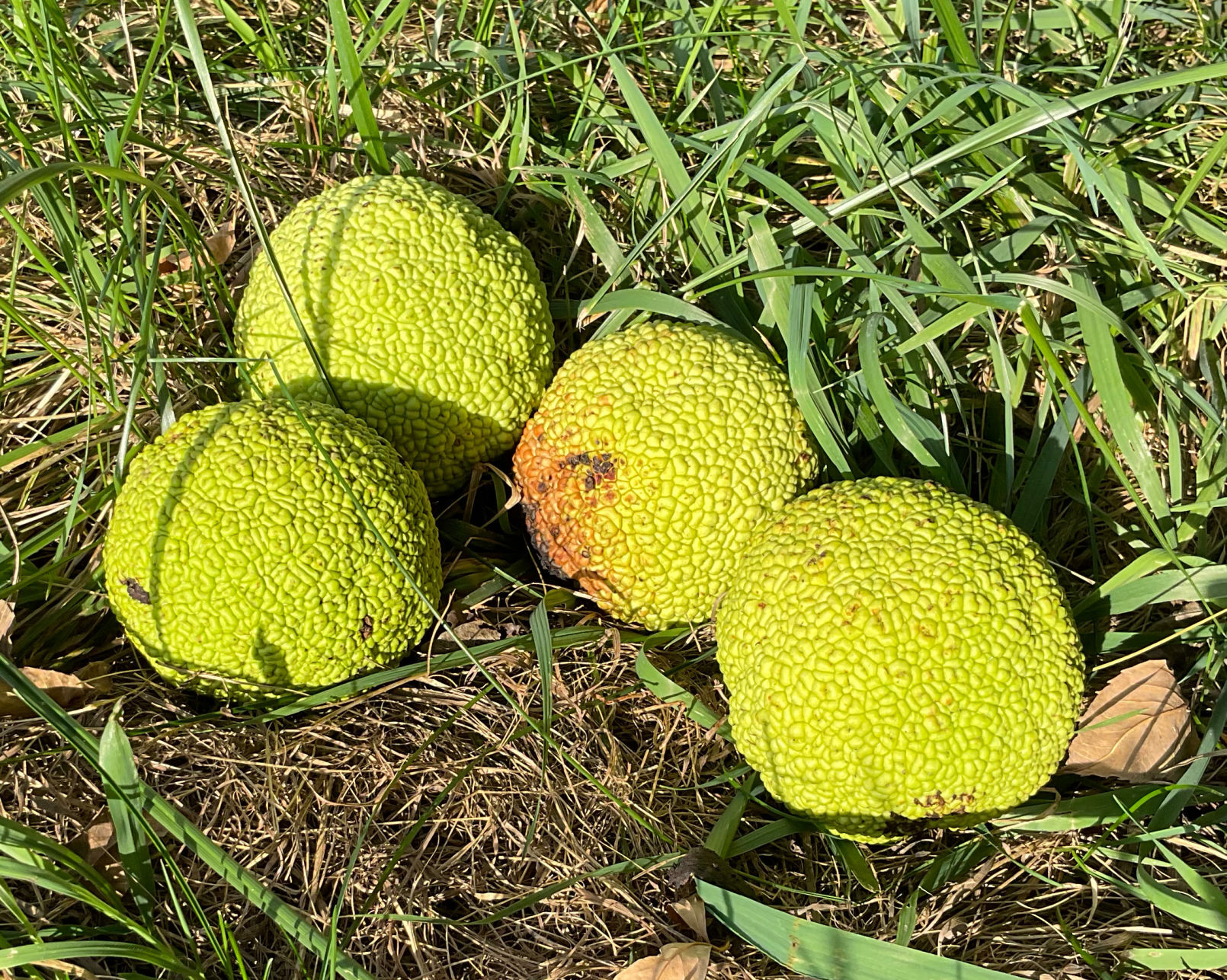 Sarah Browning: A history of hedge apples